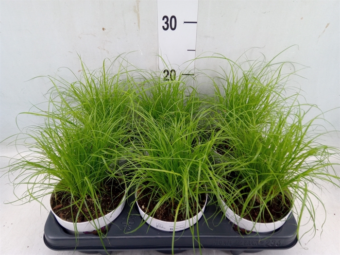 <h4>Cyperus alternifolius 'Zumula'</h4>