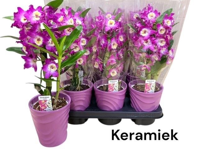 <h4>DEND NOBILE</h4>