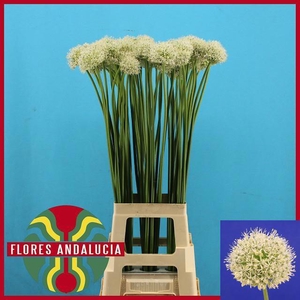 ALLIUM MOUNT EVEREST