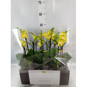 Phalaenopsis multi. 'Ant Arezzo'