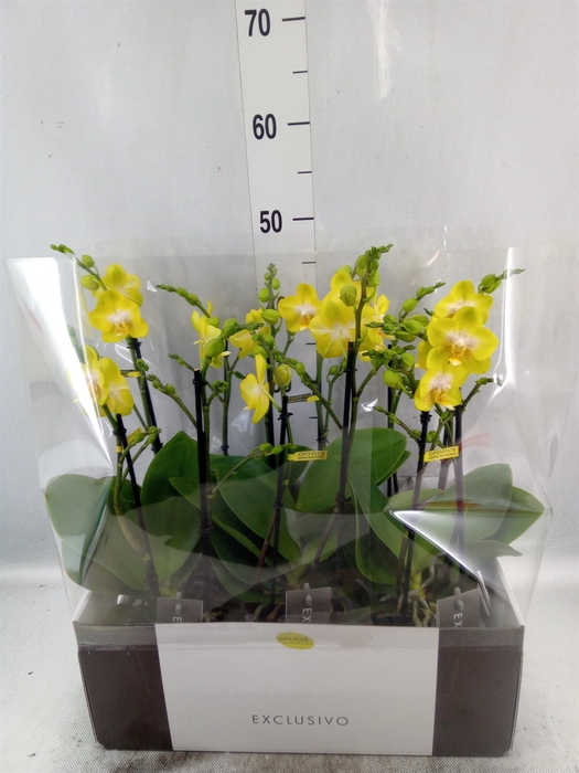 <h4>Phalaenopsis multi. 'Ant Arezzo'</h4>