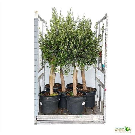 <h4>Olea Europaea</h4>