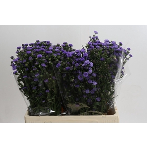 AST ASTEE M BABY BLU