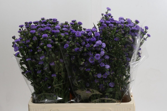 <h4>AST ASTEE M BABY BLU</h4>