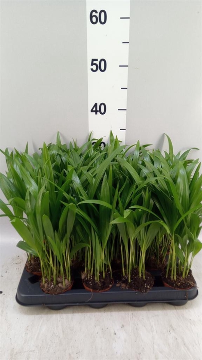 <h4>Dypsis lutescens   ...Chrysalidoca</h4>