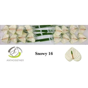 Anthurium andr. 'Snowy'