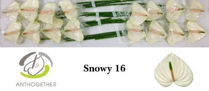 <h4>Anthurium andr. 'Snowy'</h4>