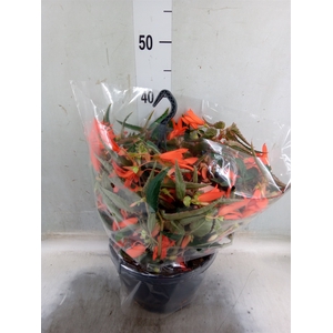 Begonia tuber. 'Bonfire'