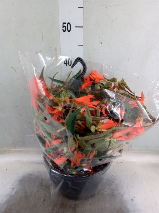<h4>Begonia tuber. 'Bonfire'</h4>