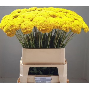 Achillea F Park Variety