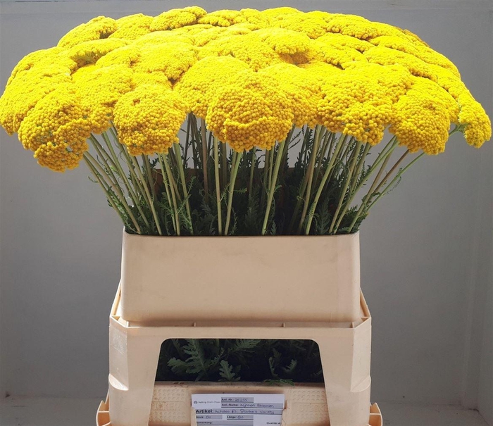 <h4>Achillea F Park Variety</h4>