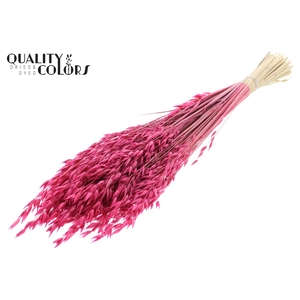 Avena Premium per bunch Cerise