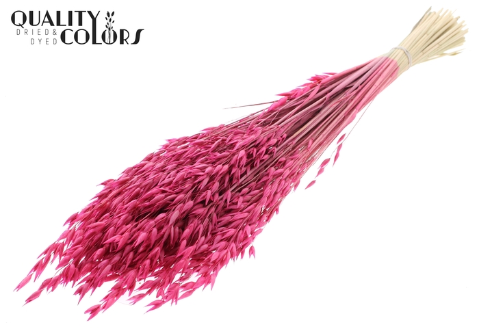 Avena Premium per bunch Cerise