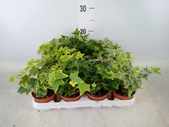 <h4>Hedera   ...mix</h4>