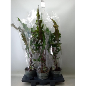 Alocasia   ...