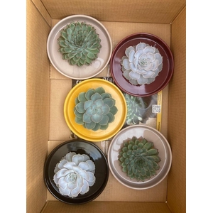 ROOTLESS Echeveria, Squirrel bowl