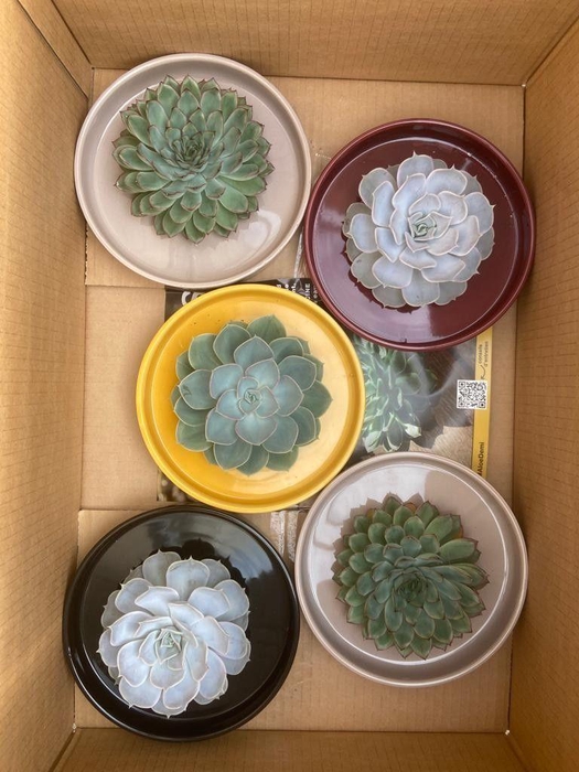 <h4>ROOTLESS Echeveria, Squirrel bowl</h4>