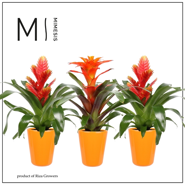 <h4>Mimesis Bromelia Orange - 13 cm in Florence</h4>