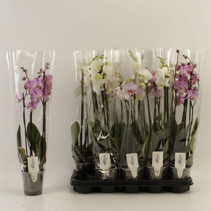 <h4>Phal Gem</h4>