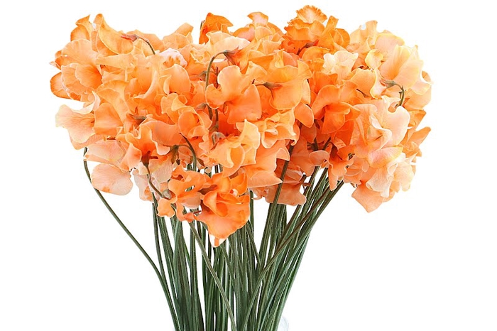 <h4>Lathyrus Oranje Magic</h4>