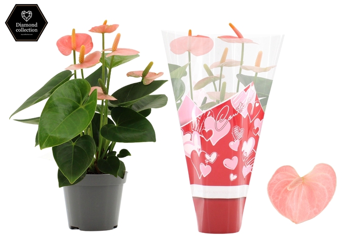 Anthurium Spirit in Couture heart sleeve