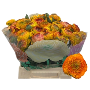 RANUNCULUS  'AAZUR ORANGE STRIPES'