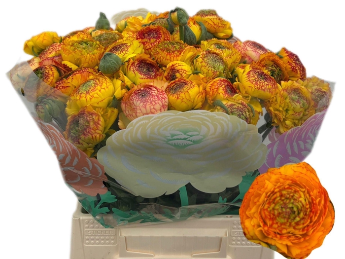 <h4>RANUNCULUS  'AAZUR ORANGE STRIPES'</h4>