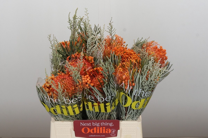 <h4>BQ Nutans Cordifolium SFB</h4>