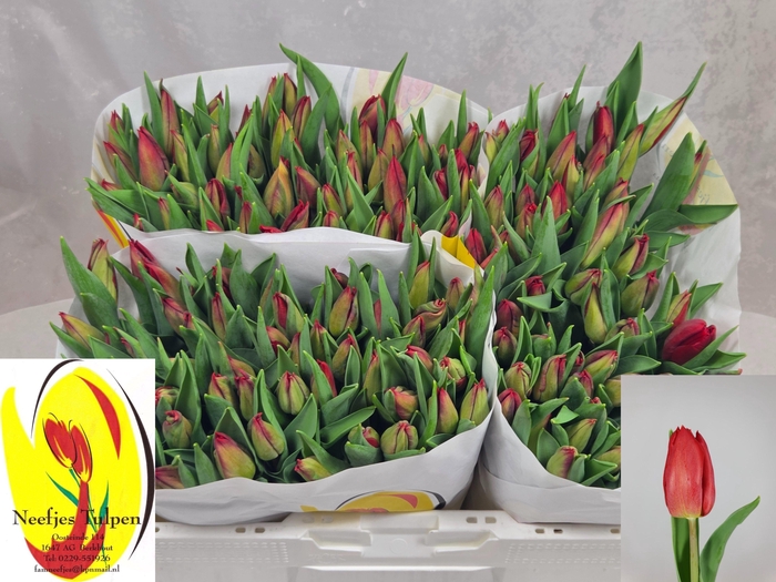 <h4>TU EN STRONG FIRE</h4>