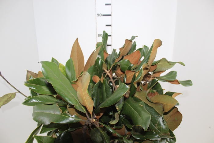 <h4>FOLHAGEM MAGNOLIA</h4>