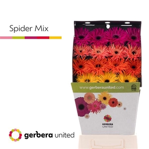 Ge Gr Mix Spider Spring Diamond United