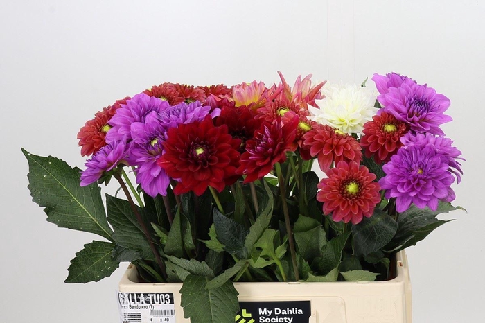 <h4>Dahlia   ...mix in fust</h4>