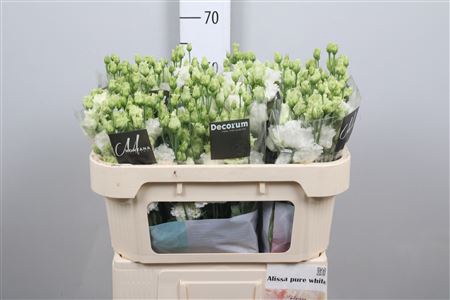 <h4>Eus G Alissa Pure White</h4>