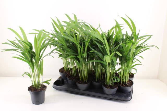 <h4>DYPSIS LUTESCENS</h4>