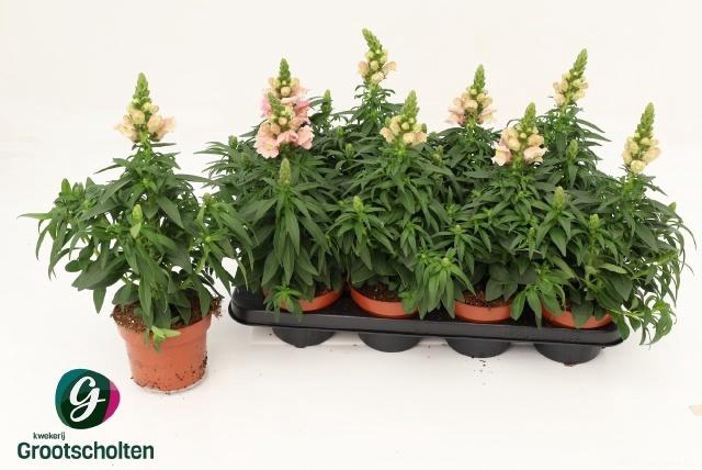 <h4>ANTIRR FL DIA PINK</h4>