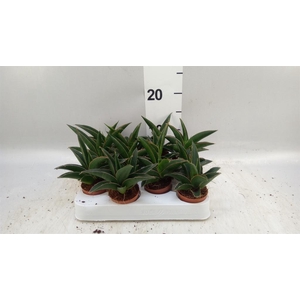 Sansevieria   ...