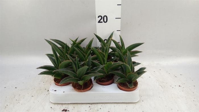 <h4>Sansevieria   ...</h4>