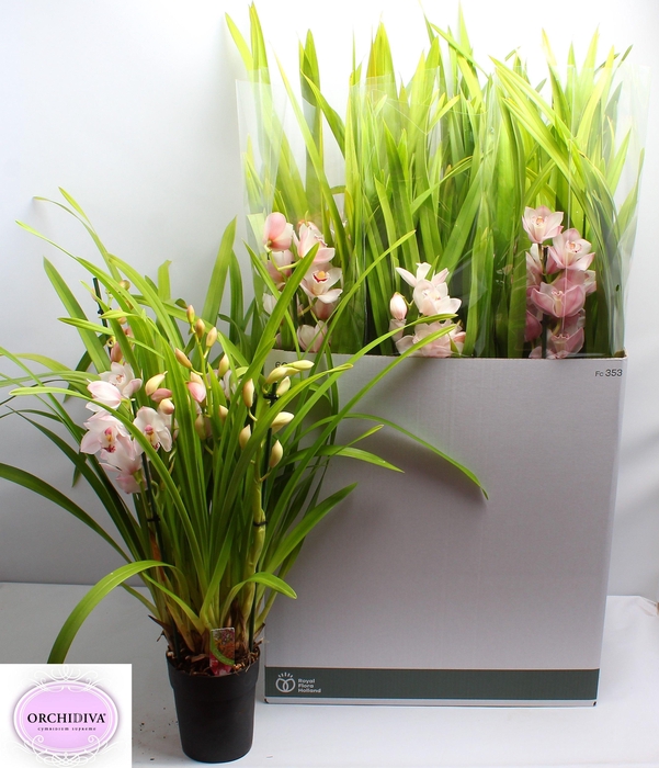 <h4>CYMB OVERIG</h4>