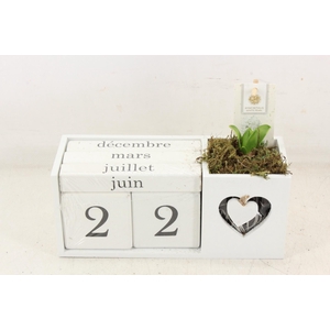 arr4 Hyacint FL - Hout kalender wit