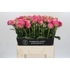 Paeonia Glory Hallelujah