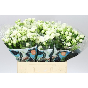Rosa Tr White Lady