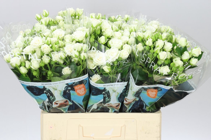 <h4>Rosa Tr White Lady</h4>