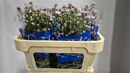 <h4>ASTER UN CLAUDIA</h4>