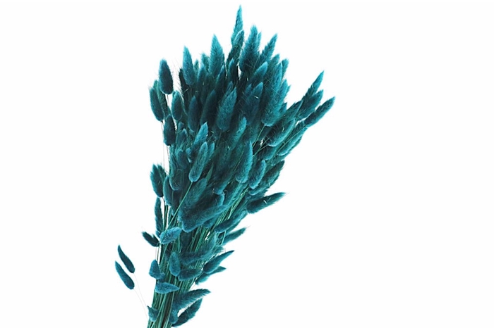 <h4>Lagurus Teal</h4>