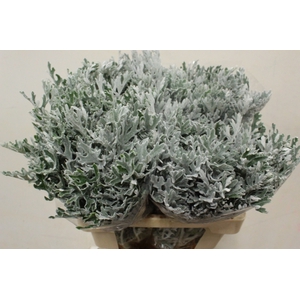 SENECIO MARITIMA X10