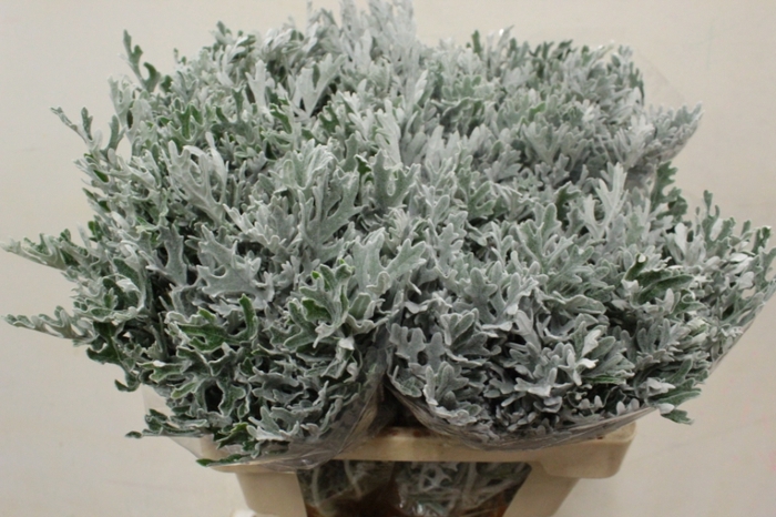 <h4>SENECIO MARITIMA X10</h4>