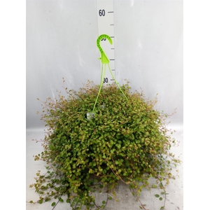 Muehlenbeckia com. 'Mao'ri'