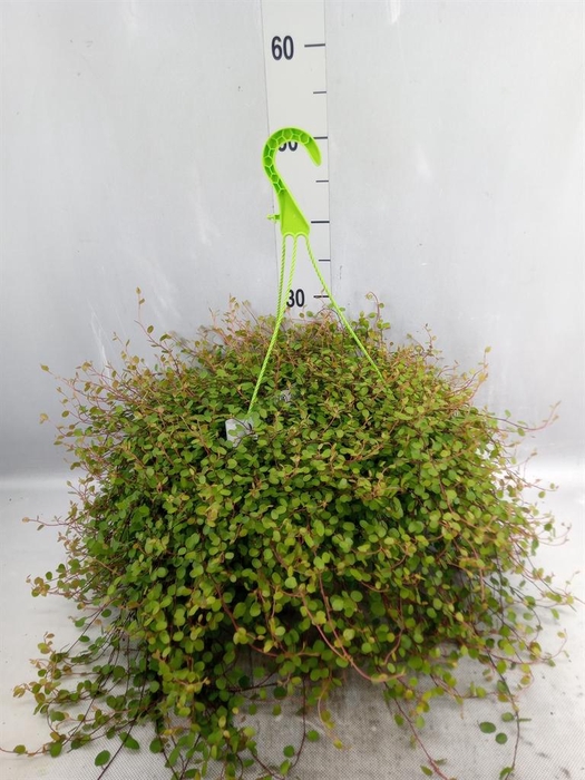 <h4>Muehlenbeckia com. 'Mao'ri'</h4>