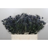Eryngium Blue Dynamite