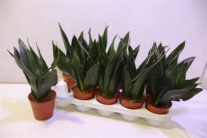 <h4>Sansev Trifascia Ov</h4>